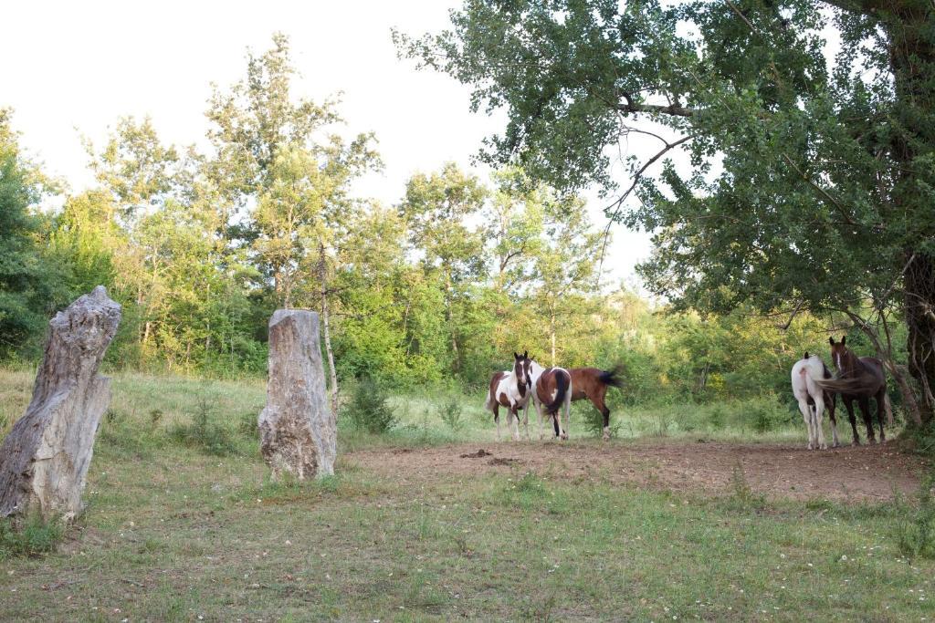 Valle Dell'Aquila Country House Settefrati Εξωτερικό φωτογραφία